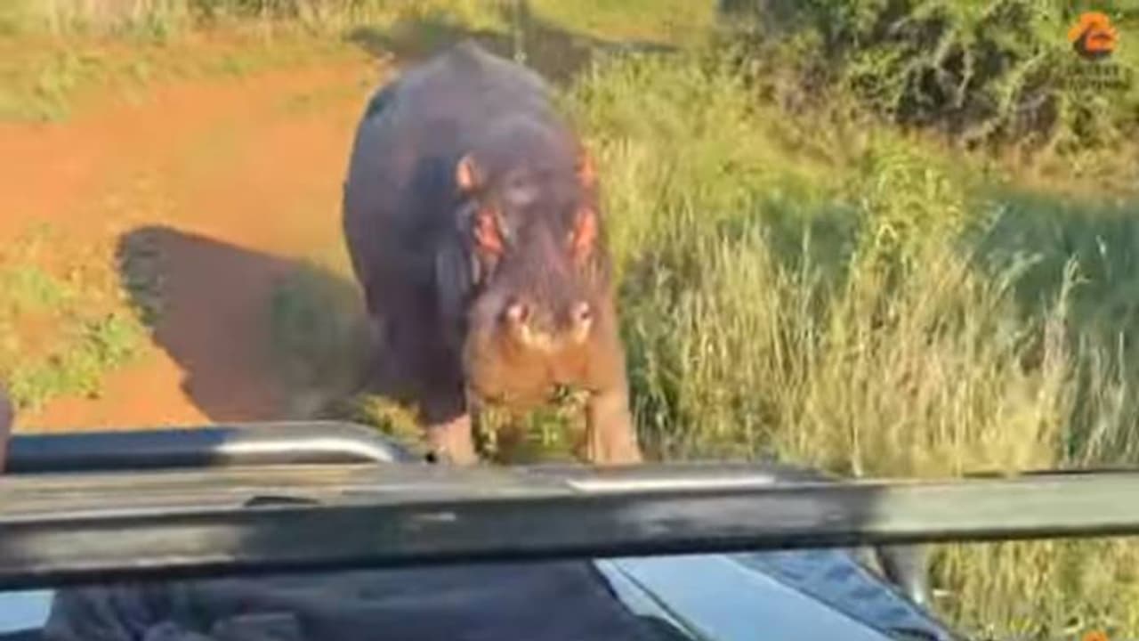 അമ്പോ ആരായാലും പേടിക്കും; വാഹനത്തിനടുത്തേക്ക് പാഞ്ഞടുത്ത് ഹിപ്പോ, ഭയന്ന് സഞ്ചാരികൾ, ദൃശ്യങ്ങൾ വൈറൽ