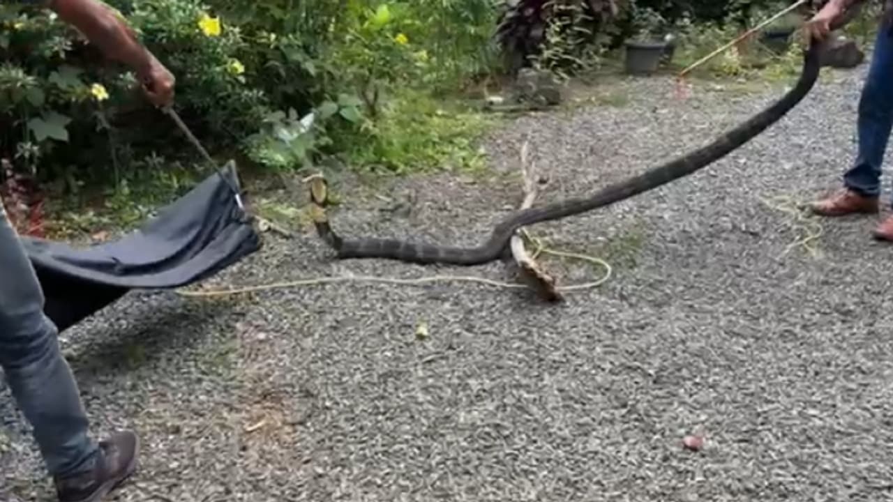 കണ്ണൂരിൽ വീട്ടുമുറ്റത്തെ കിണറ്റിലിറങ്ങിയ അതിഥി, വനപാലകരെത്തി കയ്യോടെ കാട്ടിൽ വിട്ടു കണ്ണൂരിൽ വീട്ടുമുറ്റത്തെ കിണറ്റിലിറങ്ങിയ അതിഥി, വനപാലകരെത്തി കയ്യോടെ കാട്ടിൽ വിട്ടു