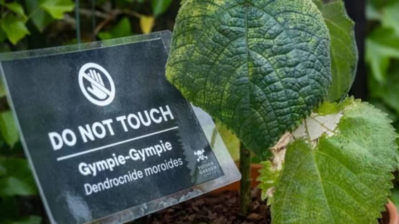 പ്രാണവേദനയ്ക്ക് തുല്യമായ വേദന, അടുത്ത് കണ്ടാൽ അപ്പോൾ ഓടിക്കോണം, അറിയാം 'ജിംപി ജിംപി' ചെടിയെ