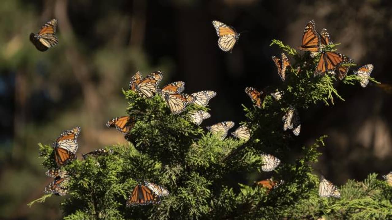 കാണാനേയില്ല; മൊണാര്‍ക്ക് ചിത്രശലഭങ്ങൾക്ക് പ്രത്യേക സംരക്ഷണം നൽകാനൊരുങ്ങി അമേരിക്ക