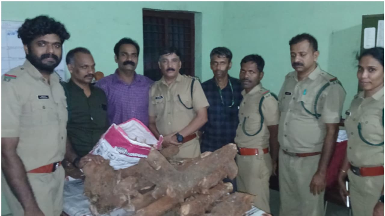 രഹസ്യവിവരം, 3 ദിവസം നിരീക്ഷണം; അടുക്കളയിലും പുറത്തുമായി 12 ചാക്കുകൾ കിട്ടി, ചന്ദനം വിറ്റ കേസിൽ വീട്ടുടമ ഒളിവിൽ രഹസ്യവിവരം, 3 ദിവസം നിരീക്ഷണം; അടുക്കളയിലും പുറത്തുമായി 12 ചാക്കുകൾ കിട്ടി, ചന്ദനം വിറ്റ കേസിൽ വീട്ടുടമ ഒളിവിൽ