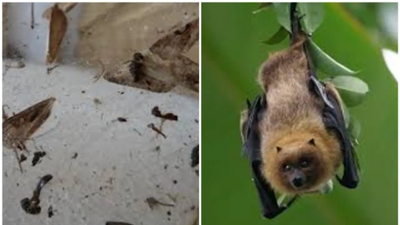 SHOCKING! Two US men die after using bat poop as fertlizer to grow Marijuana SHOCKING! Two US men die after using bat poop as fertlizer to grow Marijuana