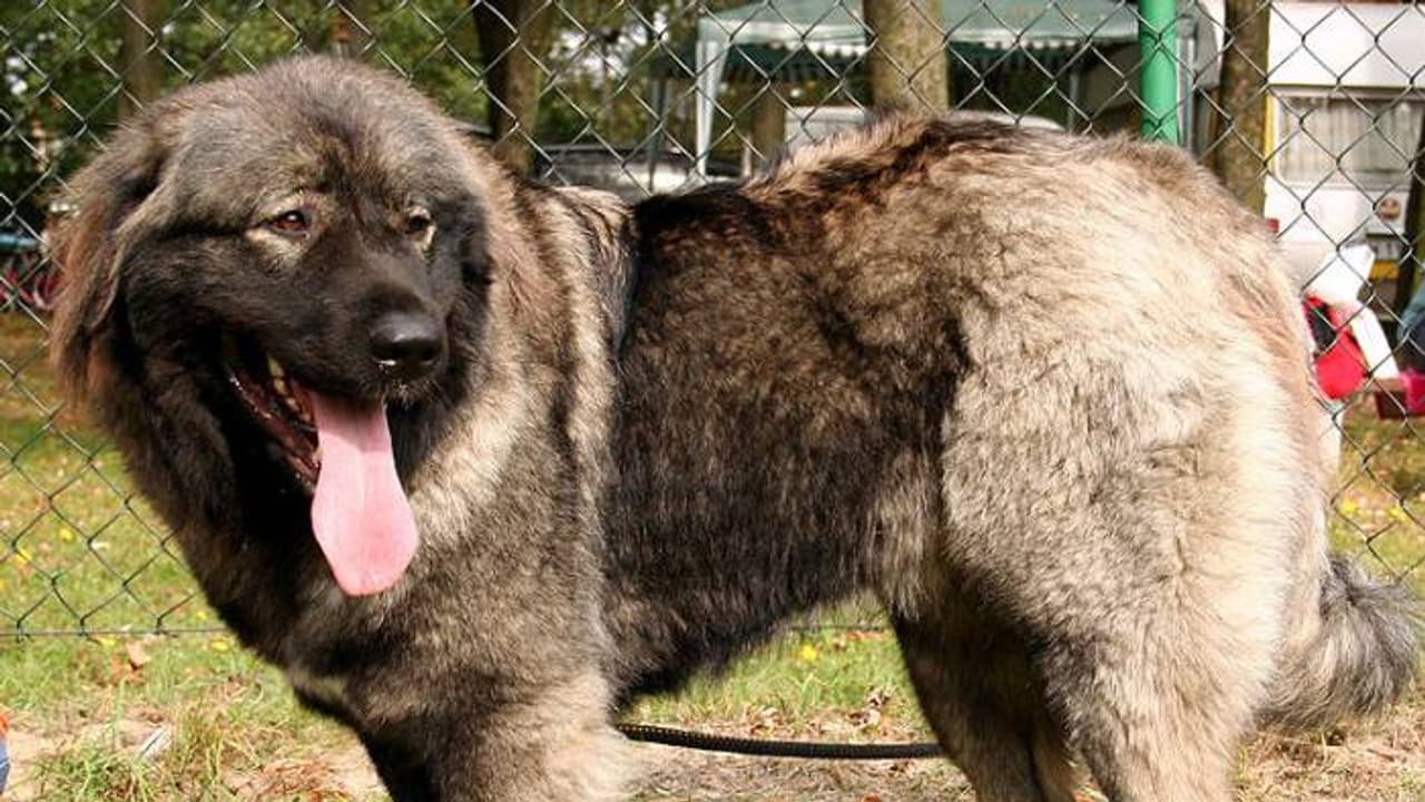 നായയ്‍ക്ക് മാസം ചെലവിന് വേണം 60,000 രൂപ, സ്വന്തമാക്കണമെങ്കിൽ വേണം എട്ടുലക്ഷം