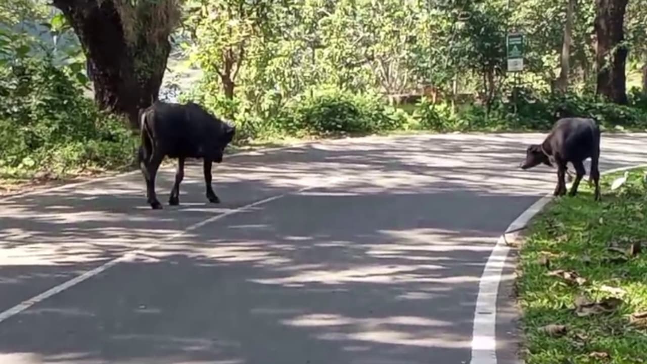 അതിരപ്പിള്ളിയിൽ കെട്ടഴിച്ചു വിട്ട പോത്ത് നടുറോഡിൽ; പെട്ടെന്ന് ബ്രേക്കിട്ട കാറുകൾ കൂട്ടിയിടിച്ച് അപകടം അതിരപ്പിള്ളിയിൽ കെട്ടഴിച്ചു വിട്ട പോത്ത് നടുറോഡിൽ; പെട്ടെന്ന് ബ്രേക്കിട്ട കാറുകൾ കൂട്ടിയിടിച്ച് അപകടം