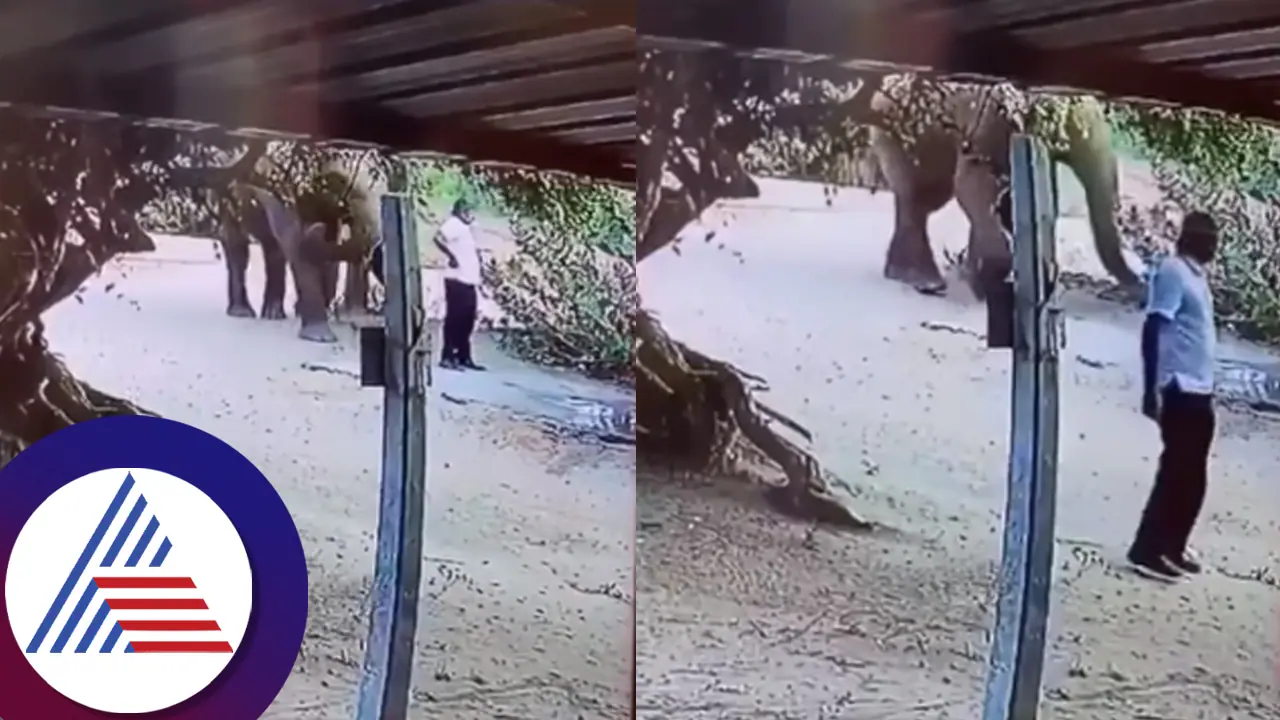 ಅಣ್ಣಾವ್ರೇ... ದಾರಿ ಬಿಡಿ... ತನ್ನ ದಾರಿಗೆ ಅಡ್ಡವಾಗಿದ್ದ ವ್ಯಕ್ತಿಗೆ ಸೂಚನೆ ಕೊಟ್ಟ ಆನೆಯ ಕ್ಯೂಟ್​ ವಿಡಿಯೋ ವೈರಲ್​ 