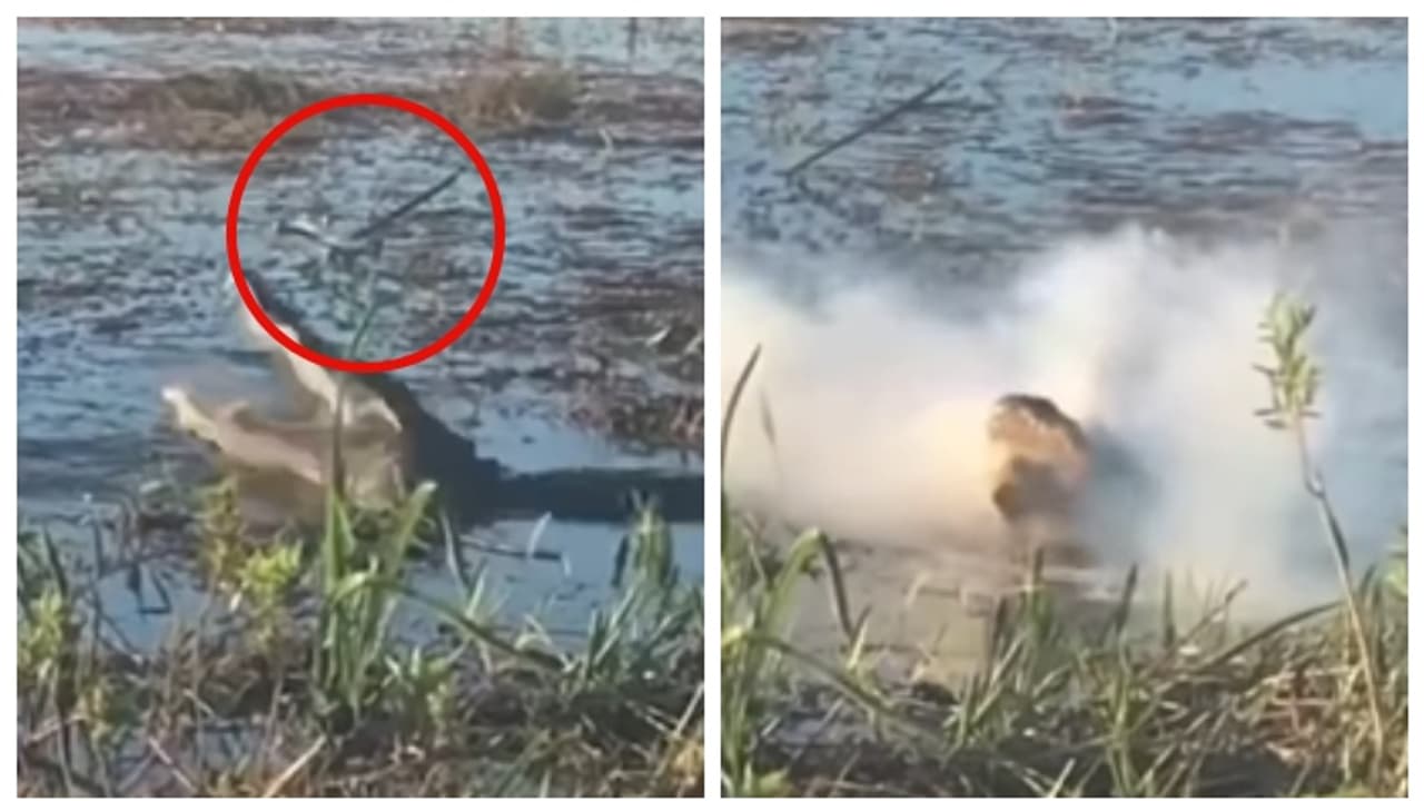 പറന്നു പോയ ഡ്രോണിനെ ചാടിക്കടിച്ച് മുതല, പിന്നാലെ വായില് വച്ച് സ്ഫോടനം; ഭയപ്പെടുത്തുന്ന വീഡിയോ വൈറൽ പറന്നു പോയ ഡ്രോണിനെ ചാടിക്കടിച്ച് മുതല, പിന്നാലെ വായില് വച്ച് സ്ഫോടനം; ഭയപ്പെടുത്തുന്ന വീഡിയോ വൈറൽ