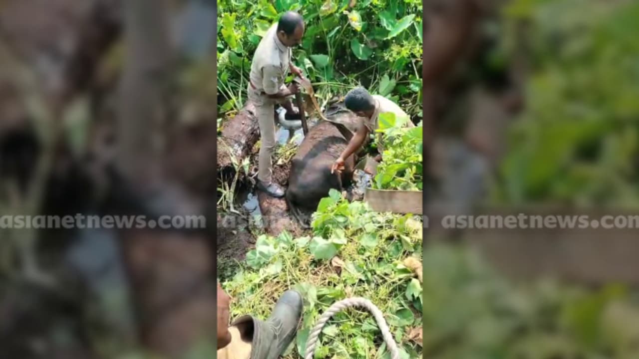 കഴുത്തിൽ കയർ കുരുങ്ങി പോത്ത് ചിറയിലേക്ക് വീണു; കണ്ടുനിന്ന ഉടമ കുഴഞ്ഞുവീണ് മരിച്ചു കഴുത്തിൽ കയർ കുരുങ്ങി പോത്ത് ചിറയിലേക്ക് വീണു; കണ്ടുനിന്ന ഉടമ കുഴഞ്ഞുവീണ് മരിച്ചു