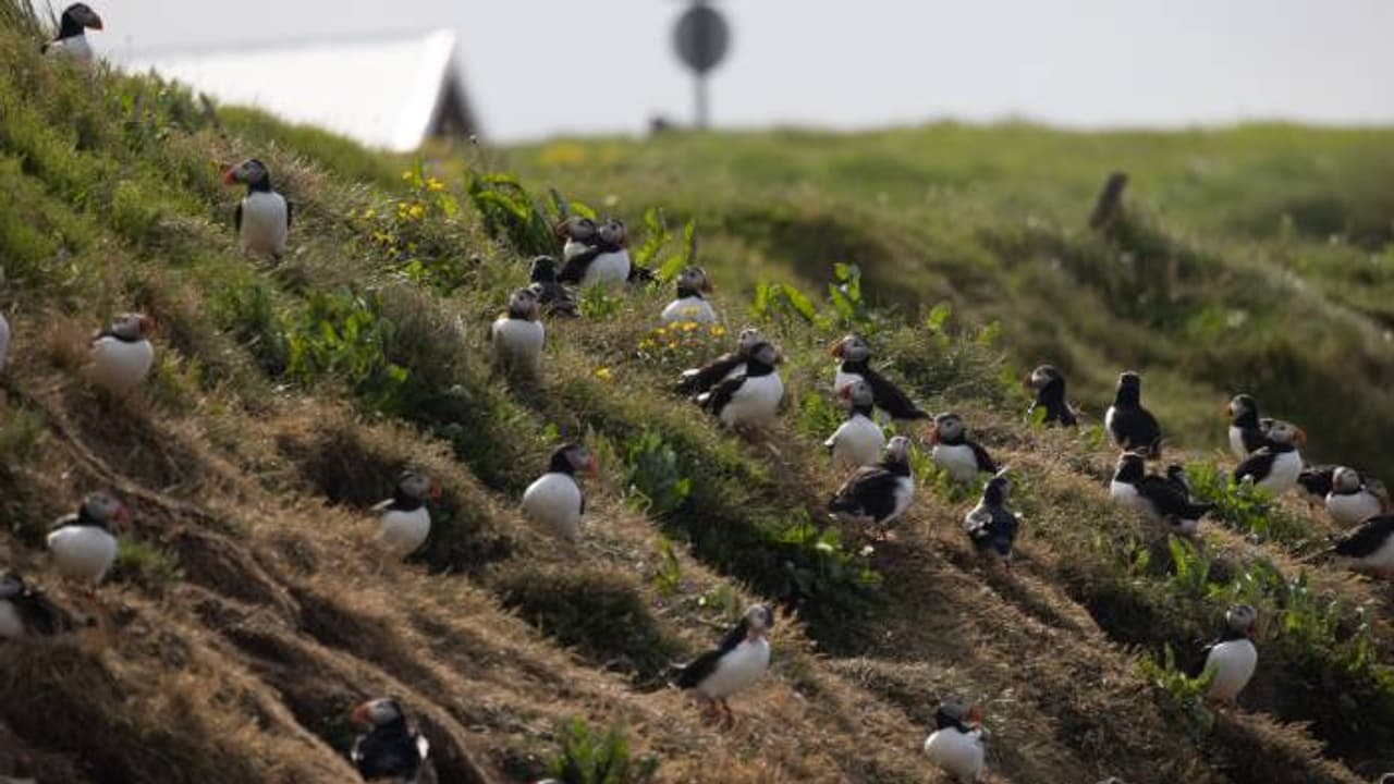 താമസക്കാർ വെറും 20 പേർ, പക്ഷികൾ ഒരു മില്ല്യണിലധികം, ആരെയും മയക്കും ഈ ദ്വീപ് താമസക്കാർ വെറും 20 പേർ, പക്ഷികൾ ഒരു മില്ല്യണിലധികം, ആരെയും മയക്കും ഈ ദ്വീപ്