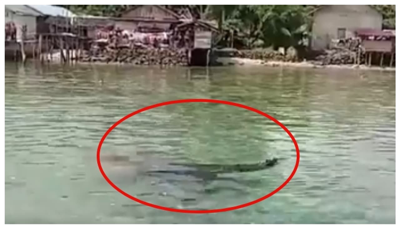 കാൽ കഴുകാൻ കടലിൽ ഇറങ്ങി, പിന്നാലെ മുതലയുടെ വായിൽ, കണ്ട് നിന്നവർ കൂവി വിളിച്ചിട്ടും 40 കാരിക്ക് ദാരുണാന്ത്യം