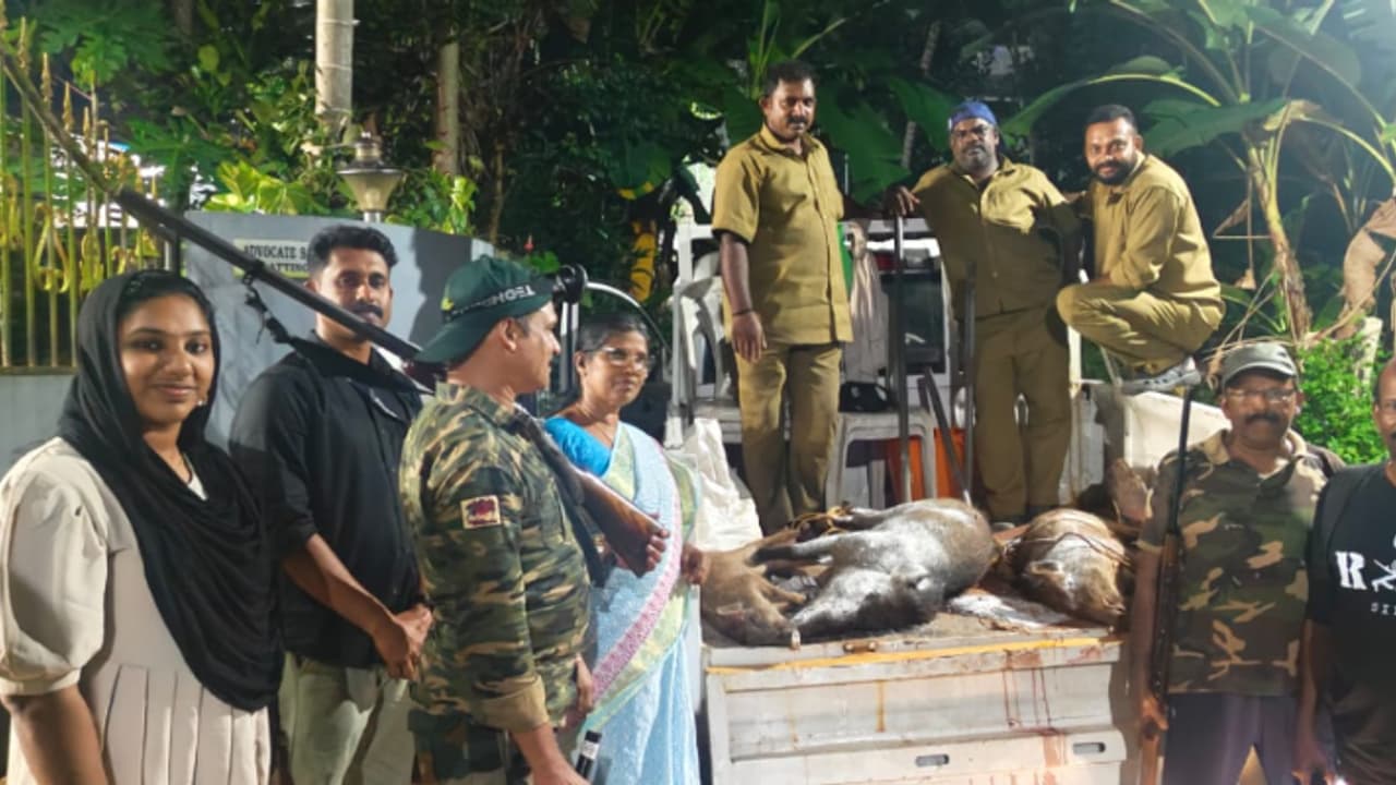 ചുറ്റുമതിൽ ഇല്ലാത്ത സ്കൂളുകളിൽ പോലും കാണാം, ആറെണ്ണത്തിന് നേരെ വെടിയുതിര്ത്തു, ആറ്റിങ്ങലിൽ ചത്തത് 3 പന്നികൾ ചുറ്റുമതിൽ ഇല്ലാത്ത സ്കൂളുകളിൽ പോലും കാണാം, ആറെണ്ണത്തിന് നേരെ വെടിയുതിര്ത്തു, ആറ്റിങ്ങലിൽ ചത്തത് 3 പന്നികൾ