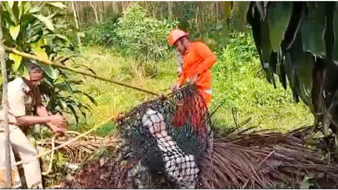 25 അടിയിലേറെ താഴ്ച, 5 അടിയിലേറെ വെള്ളം; ഫയർ ഫോഴ്സ് എത്തി, അയൽവാസിയുടെ കിണറ്റിൽ വീണ ആടിനെ രക്ഷിച്ചു 25 അടിയിലേറെ താഴ്ച, 5 അടിയിലേറെ വെള്ളം; ഫയർ ഫോഴ്സ് എത്തി, അയൽവാസിയുടെ കിണറ്റിൽ വീണ ആടിനെ രക്ഷിച്ചു