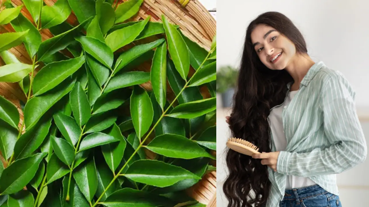  തലമുടി കൊഴിച്ചില്‍ തടയാനും മുടി വളരാനും കറിവേപ്പില ഇങ്ങനെ ഉപയോഗിച്ചാല്‍ മതി