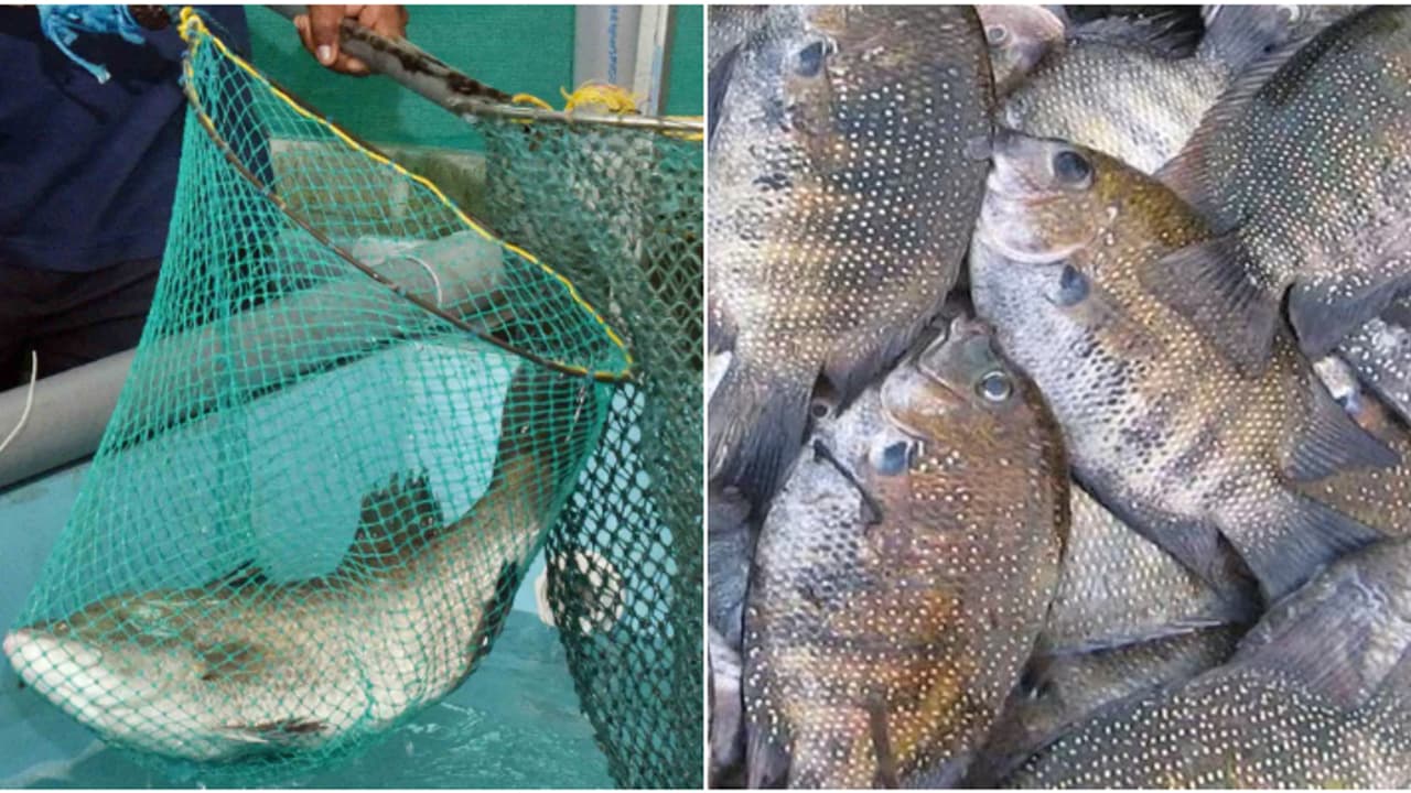 പിടയ്ക്കുന്ന കരിമീൻ, കാളാ‍ഞ്ചി, ചെമ്പല്ലി...; കൂടുകൃഷിയിൽ വിളവെടുത്ത മീനുകൾ ജീവനോടെ സ്വന്തമാക്കാൻ അവസരം