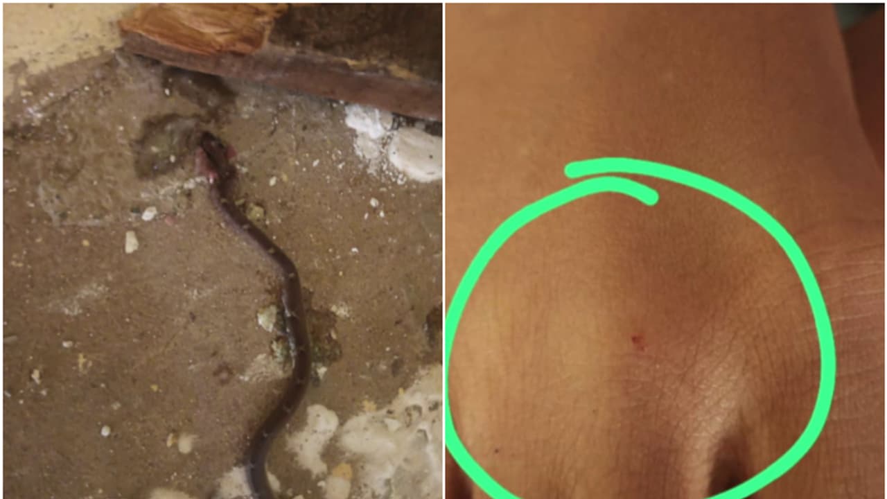 ക്രിസ്മസ് ആഘോഷത്തിനിടെ വിദ്യാര്ത്ഥിനിക്ക് ക്ലാസ് മുറിയില് പാമ്പുകടിയേറ്റു; സംഭവം നെയ്യാറ്റിൻകര സ്കൂളിൽ ക്രിസ്മസ് ആഘോഷത്തിനിടെ വിദ്യാര്ത്ഥിനിക്ക് ക്ലാസ് മുറിയില് പാമ്പുകടിയേറ്റു; സംഭവം നെയ്യാറ്റിൻകര സ്കൂളിൽ