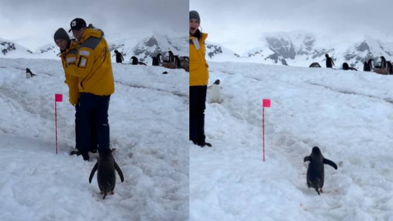 രണ്ടുദിവസം കൊണ്ട് ഒരുകോടി ലൈക്ക് നേടി വീഡിയോ, മനുഷ്യർ വഴിമാറാൻ കാത്തുനിൽക്കുന്ന പെൻഗ്വിൻ രണ്ടുദിവസം കൊണ്ട് ഒരുകോടി ലൈക്ക് നേടി വീഡിയോ, മനുഷ്യർ വഴിമാറാൻ കാത്തുനിൽക്കുന്ന പെൻഗ്വിൻ