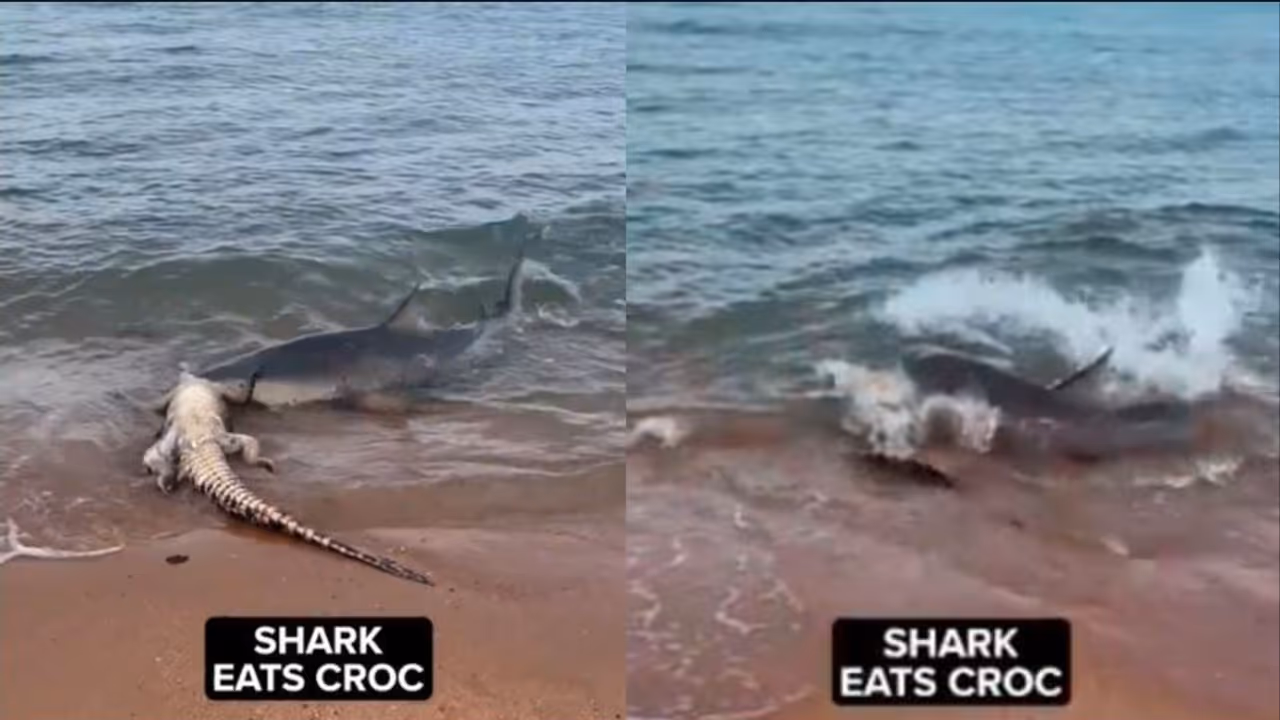 ಮೊಸಳೆಯನ್ನೇ ಹುರಿದು ಮುಕ್ಕಿದ ಶಾರ್ಕ್: ಅತೀ ಅಪರೂಪದ ವೀಡಿಯೋ ವೈರಲ್ ಮೊಸಳೆಯನ್ನೇ ಹುರಿದು ಮುಕ್ಕಿದ ಶಾರ್ಕ್: ಅತೀ ಅಪರೂಪದ ವೀಡಿಯೋ ವೈರಲ್