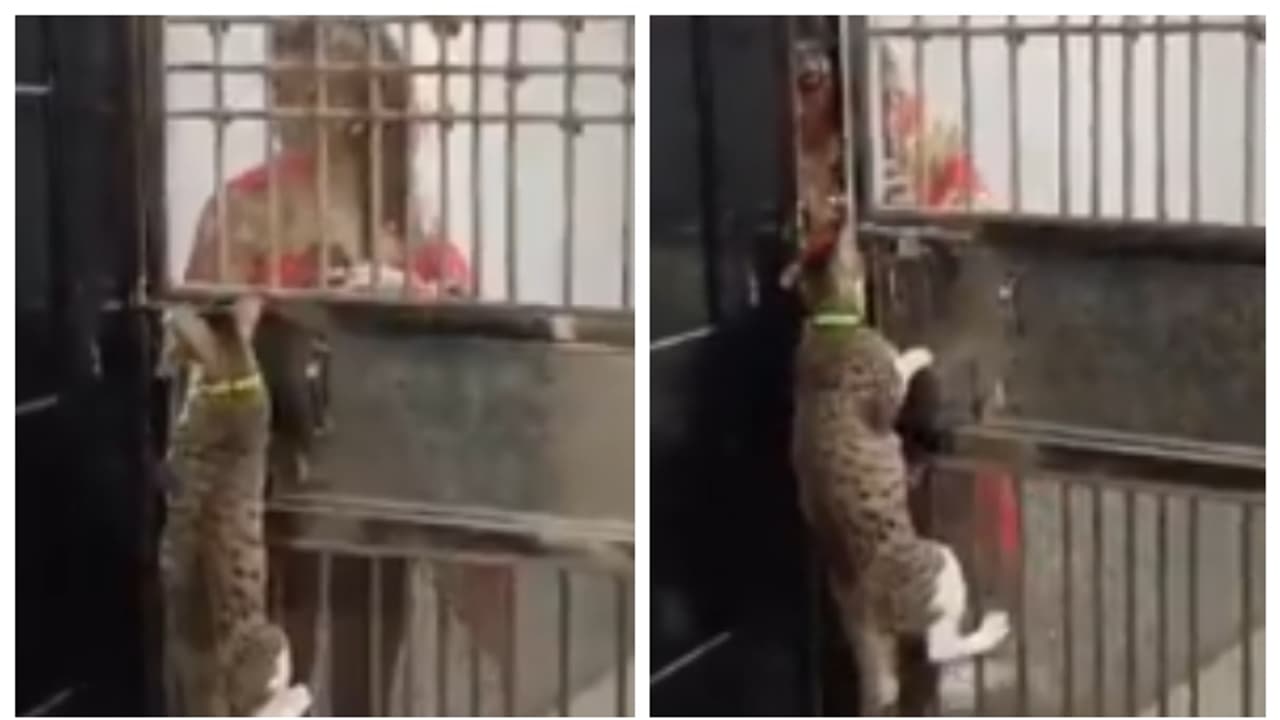 ഒറ്റച്ചാട്ടത്തിന് വാതിലില്‍ കയറും പിന്നെ പുതുക്കെ ലോക്ക് അഴിക്കുകയായി; ജാക്കിന്‍റെ അസാധാരണ കഴിവിന് അഭിനന്ദനം 