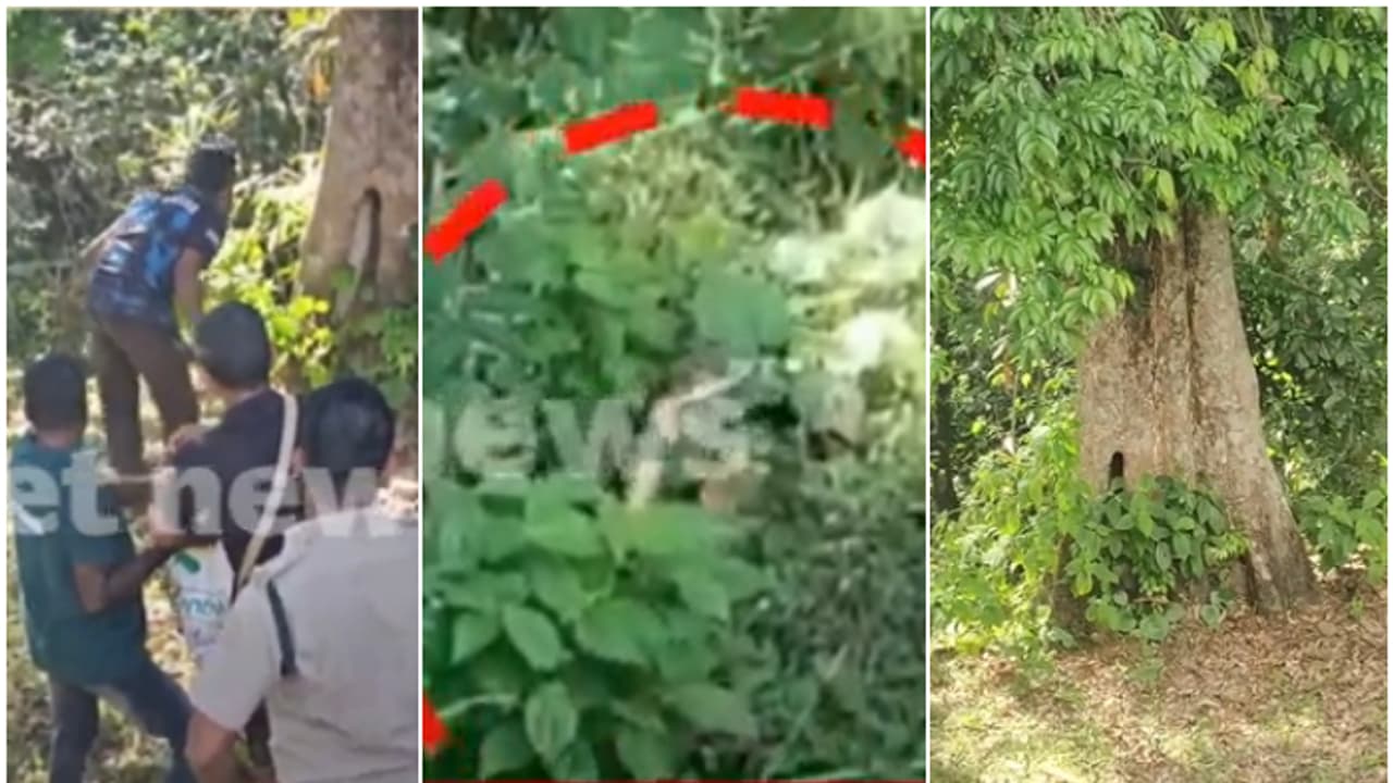 വാട്ടര്‍ ടാങ്കിനരികെ ഒരുവട്ടം കണ്ടു, നിമിഷനേരത്തിൽ പൊത്തിനുള്ളിലേക്ക് പാഞ്ഞു; രാജവെമ്പാലയെ പിടികൂടാൻ ശ്രമം