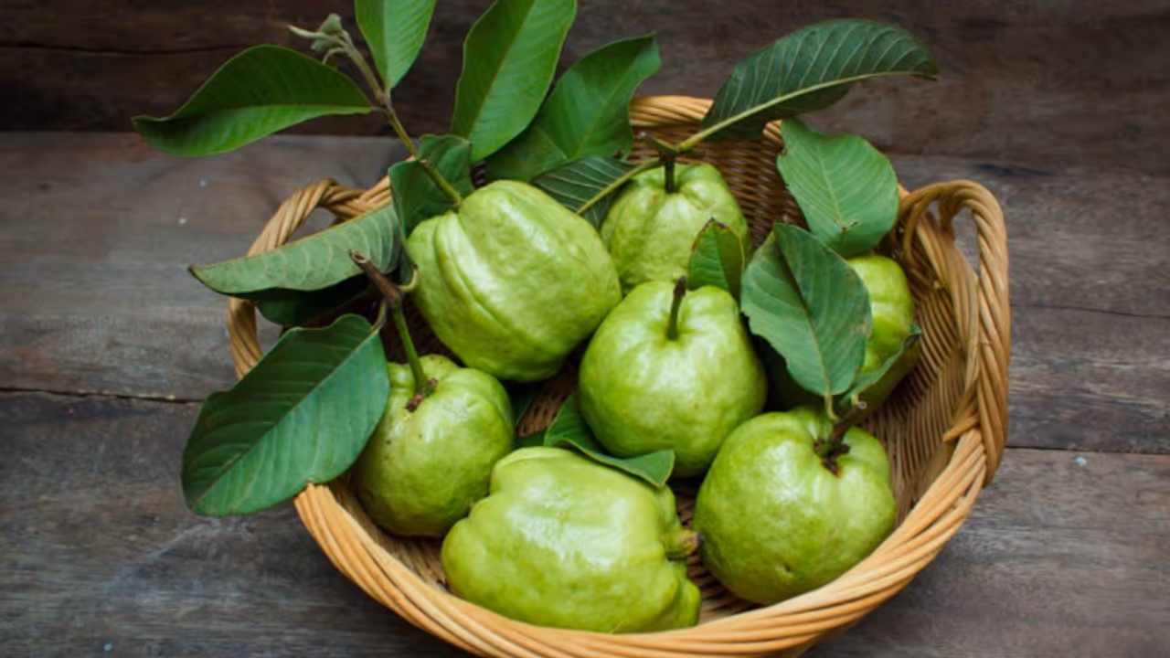 Health Tips: പതിവായി പേരയ്ക്ക ഇലകൾ ചവയ്ക്കുന്നത് കൊണ്ടുള്ള ഗുണങ്ങള്‍