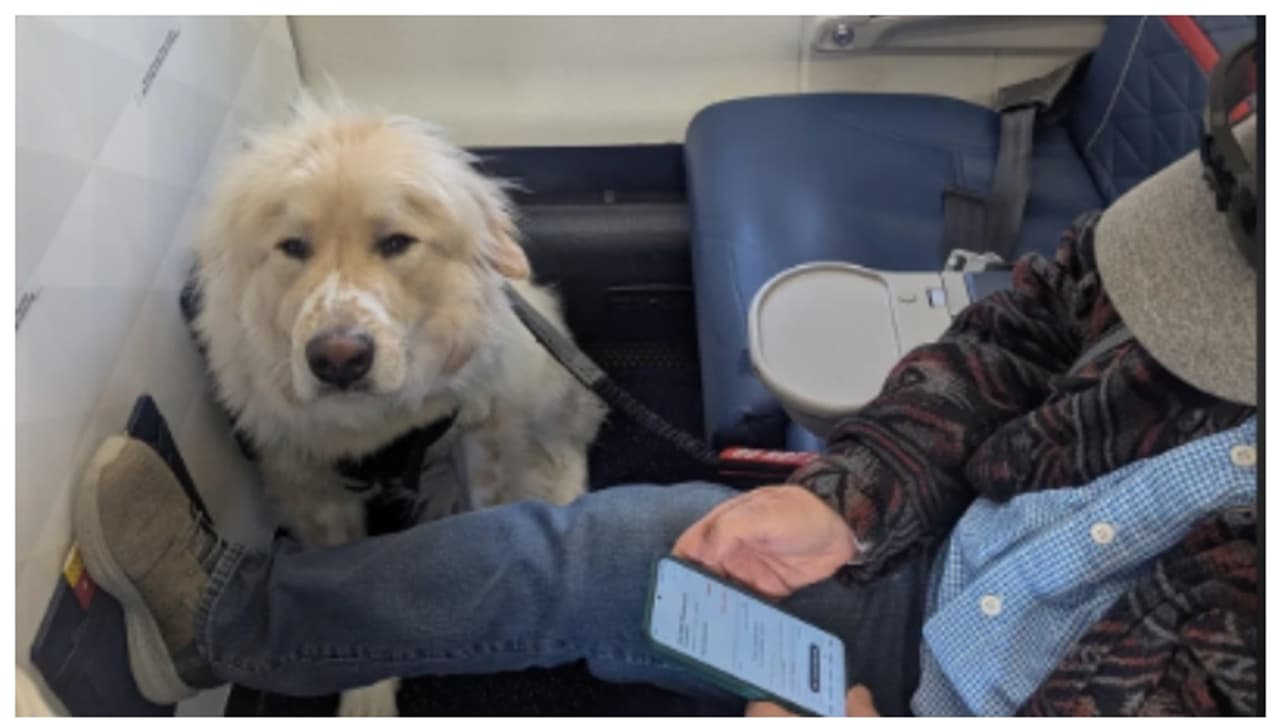 'ഒരു നായയ്ക്ക് വേണ്ടി തരംതാഴ്ത്തി'; ബുക്ക് ചെയ്ത വിമാന സീറ്റിൽ ഇരിക്കാനെത്തിയപ്പോൾ കണ്ടത് നായയെ, കുറിപ്പ് വൈറൽ 'ഒരു നായയ്ക്ക് വേണ്ടി തരംതാഴ്ത്തി'; ബുക്ക് ചെയ്ത വിമാന സീറ്റിൽ ഇരിക്കാനെത്തിയപ്പോൾ കണ്ടത് നായയെ, കുറിപ്പ് വൈറൽ