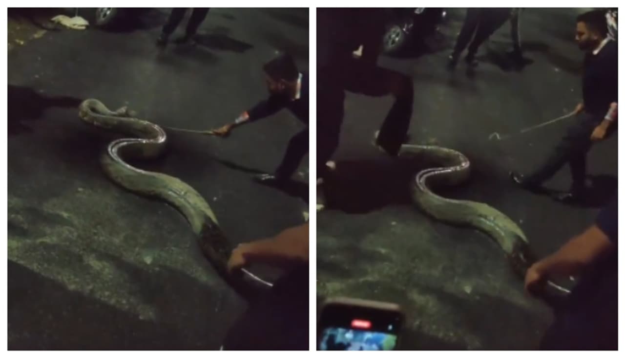 പെണ്‍കുട്ടികളുടെ ഹോസ്റ്റലിന് സമീപം രാത്രി എത്തിയത് 17 അടി നീളവും, 100 കിലോ തൂക്കവുമുള്ള പെരുമ്പാമ്പ്; വീഡിയോ 