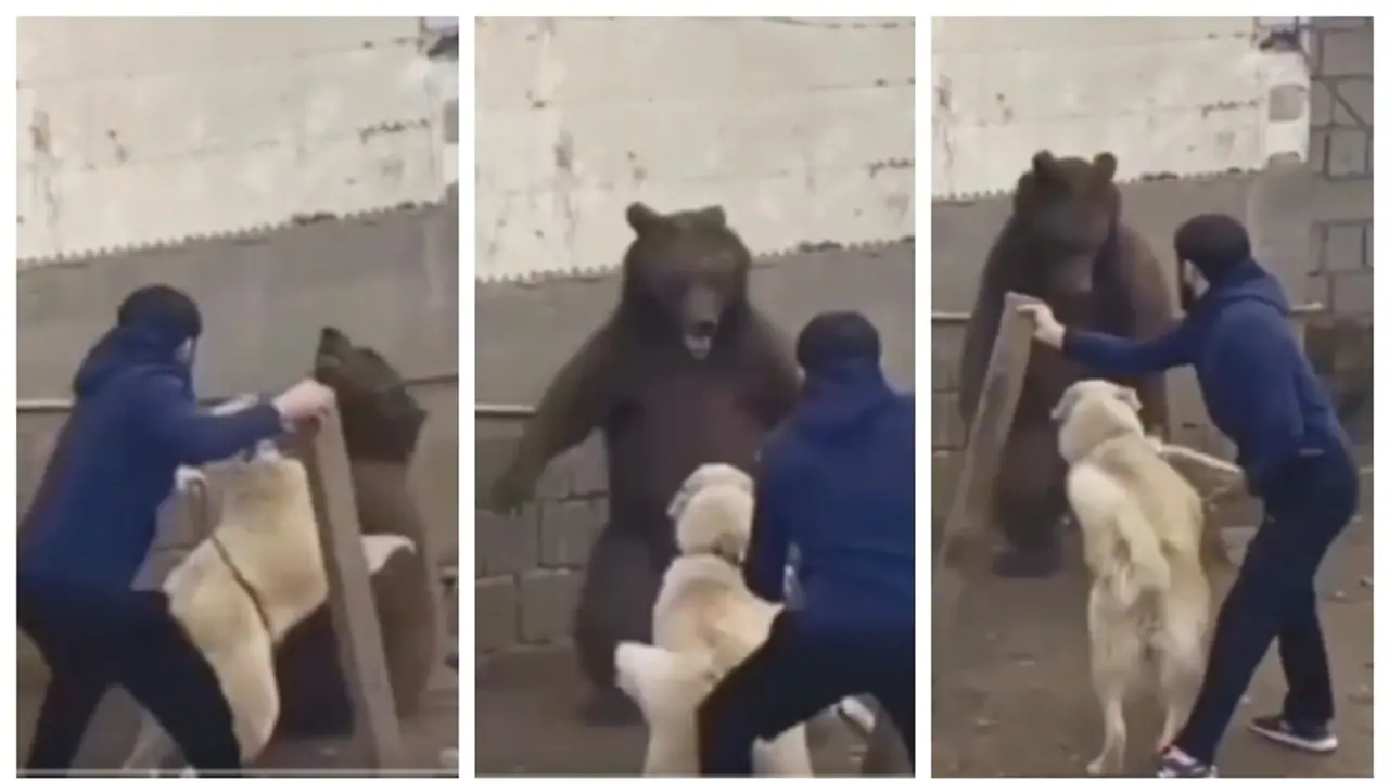 'നായയിൽ നിന്ന് കരടിയെയോ' അതോ 'കരടിയില്‍ നിന്ന് നായയെയോ' രക്ഷിച്ചത്? 30 ലക്ഷം പേർ കണ്ട് വീഡിയോയിൽ തർക്കം