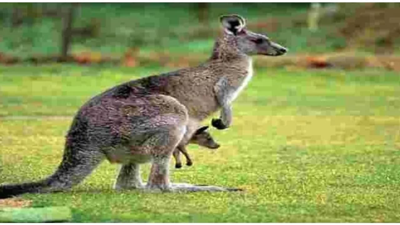 ഒന്നും രണ്ടുമല്ല, ചത്ത് കിടന്നത് 98 കം​ഗാരുക്കൾ; മിണ്ടാപ്രാണികളോട് കൊടുംക്രൂരത, ഒടുവിൽ 43കാരൻ പിടിയിൽ