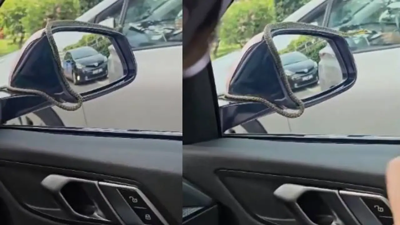 'അടുത്ത കാട്ടിൽ ഇറക്കി വിട്ടേക്കൂ'; ഓടുന്ന കാറിന്റെ സൈഡ്വ്യൂ മിററിൽ പാമ്പ് 'അടുത്ത കാട്ടിൽ ഇറക്കി വിട്ടേക്കൂ'; ഓടുന്ന കാറിന്റെ സൈഡ്വ്യൂ മിററിൽ പാമ്പ്