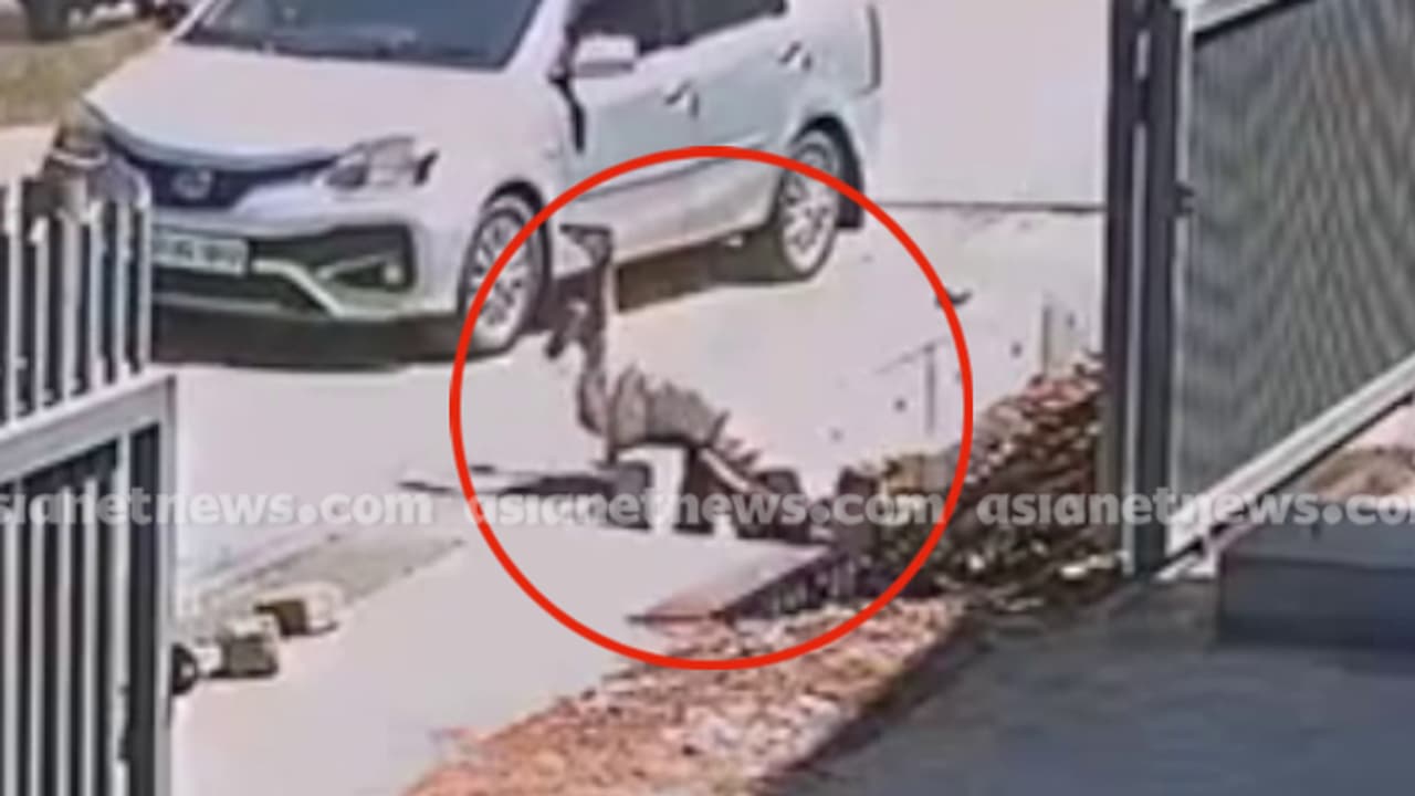 റോഡ് മുറിച്ചുകടക്കാൻ ശ്രമിക്കവേ ഓടയിലേക്ക് തല കീഴായി വീണു; നെയ്യാറ്റിൻകരയിൽ സ്ത്രീക്ക് തലയ്ക്ക് ഗുരുതര പരുക്ക് റോഡ് മുറിച്ചുകടക്കാൻ ശ്രമിക്കവേ ഓടയിലേക്ക് തല കീഴായി വീണു; നെയ്യാറ്റിൻകരയിൽ സ്ത്രീക്ക് തലയ്ക്ക് ഗുരുതര പരുക്ക്