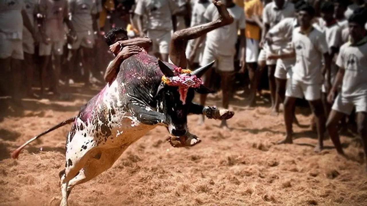Tragic! 7 including spectators dead, over 400 injured in Jallikattu events across Tamil Nadu
