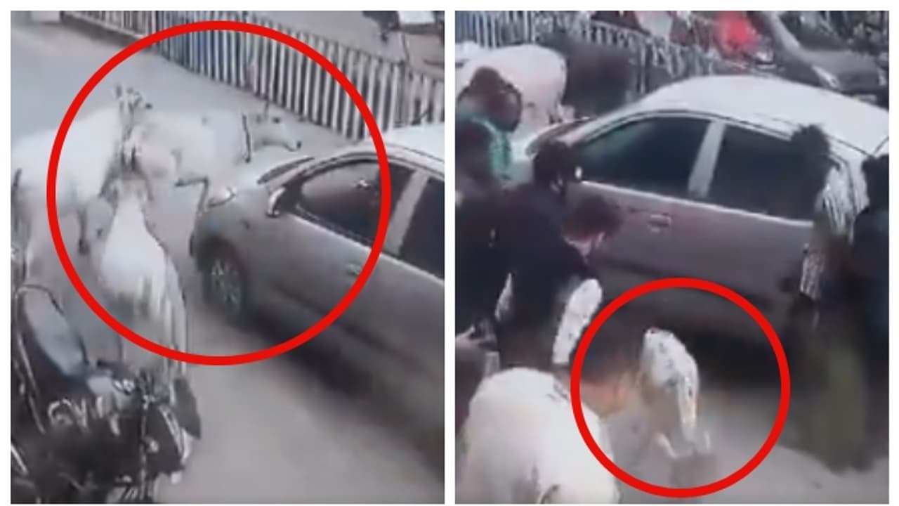 ഓടുന്ന കാറിന് വട്ടം വച്ച് പശുക്കൾ; നാട്ടുകാര്‍ കാര്‍ ഉയര്‍ത്തിയപ്പോള്‍ കണ്ടത് പശുക്കിടാവിനെ; വീഡിയോ വൈറല്‍ 