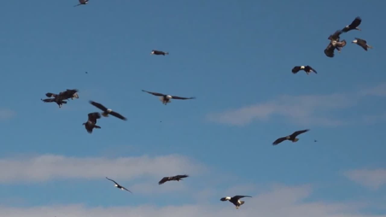 'പരുന്ത് കൊടുത്ത പണി'; മലപ്പുറത്ത് വീട്ടുമുറ്റത്ത് കളിച്ചുകൊണ്ടിരുന്ന കുട്ടികളടക്കം 11 പേർ ആശുപത്രിയിൽ 'പരുന്ത് കൊടുത്ത പണി'; മലപ്പുറത്ത് വീട്ടുമുറ്റത്ത് കളിച്ചുകൊണ്ടിരുന്ന കുട്ടികളടക്കം 11 പേർ ആശുപത്രിയിൽ