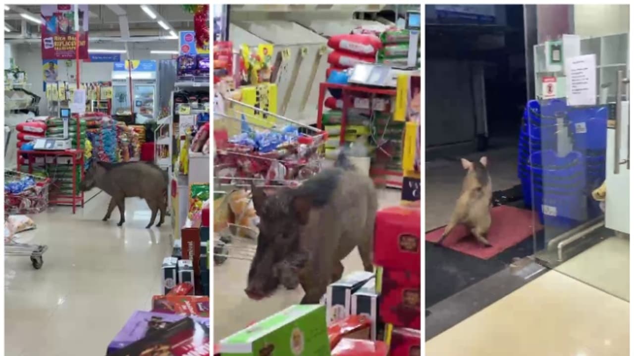 മിസ്റ്റർ, ഇത് കാടല്ല, ഹൈപ്പർ മാർക്കറ്റാണ് കേട്ടോ! സാധനങ്ങൾക്കിടയിലൂടെ തലങ്ങും വിലങ്ങും പാഞ്ഞ് കാട്ടുപന്നി