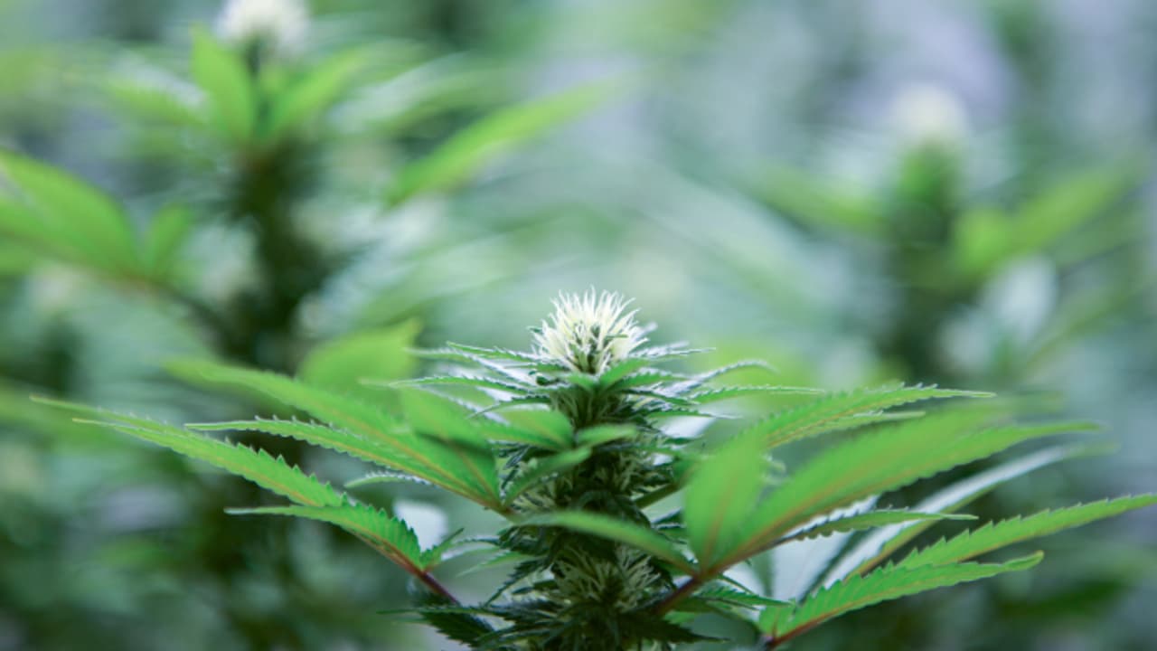 വീട്ടിൽ വൻ കൃഷി, സഹായികൾ 3 പേർ; ഉദ്യോഗസ്ഥരെത്തിയപ്പോൾ കയ്യോടെ പിടിയിൽ, വളർത്തിയത് കഞ്ചാവ്, ജീവപര്യന്തം തടവ് വീട്ടിൽ വൻ കൃഷി, സഹായികൾ 3 പേർ; ഉദ്യോഗസ്ഥരെത്തിയപ്പോൾ കയ്യോടെ പിടിയിൽ, വളർത്തിയത് കഞ്ചാവ്, ജീവപര്യന്തം തടവ്