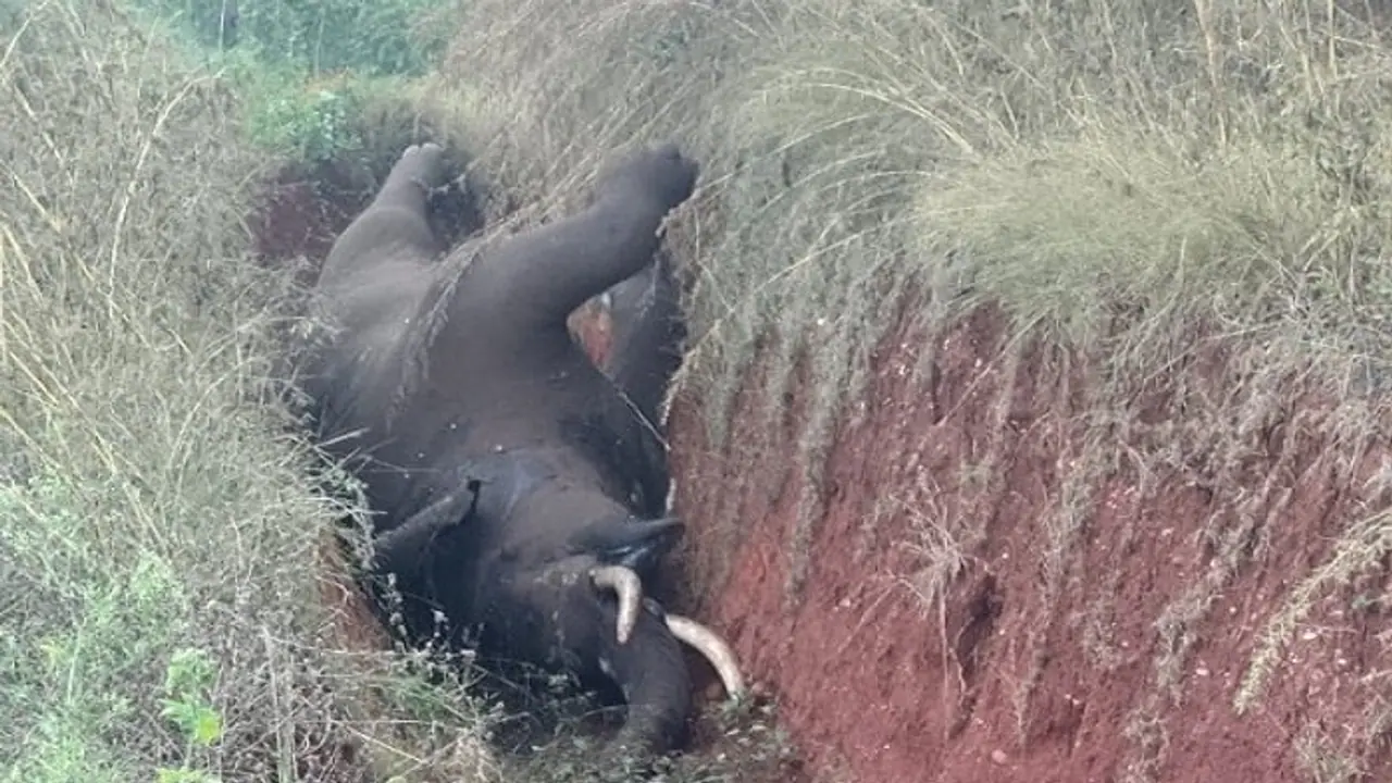 ಚಿಕ್ಕಮಗಳೂರಲ್ಲಿ ನಿಲ್ಲದ ಕಾಡಾನೆಗಳ ಮರಣ ಮೃದಂಗ: ವಿದ್ಯುತ್ ತಂತಿ ತುಳಿದು ಒಂಟಿ ಸಲಗ ಸಾವು! ಚಿಕ್ಕಮಗಳೂರಲ್ಲಿ ನಿಲ್ಲದ ಕಾಡಾನೆಗಳ ಮರಣ ಮೃದಂಗ: ವಿದ್ಯುತ್ ತಂತಿ ತುಳಿದು ಒಂಟಿ ಸಲಗ ಸಾವು!
