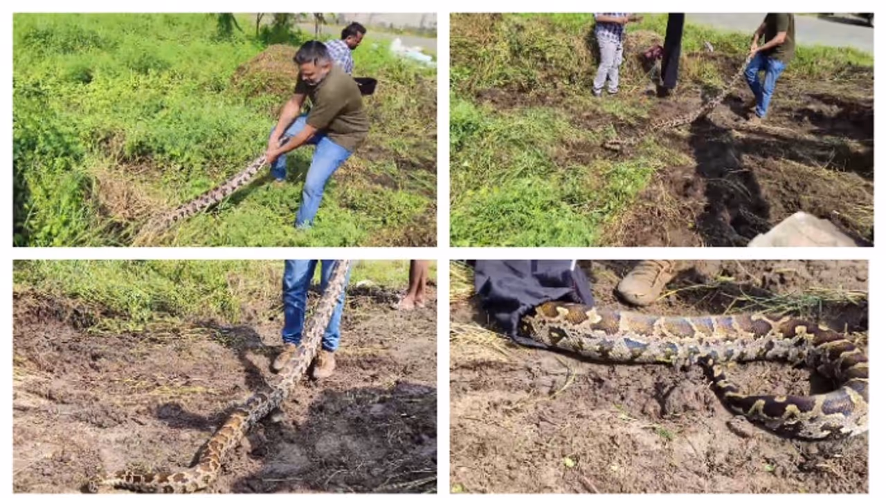 ക്ഷേത്രത്തിന്റെ പറമ്പ് വൃത്തിയാക്കുന്നതിനിടെ പുല്ലുകൾക്കിടയിൽ നിന്ന് 2 മലമ്പാമ്പുകളെ പിടികൂടി ക്ഷേത്രത്തിന്റെ പറമ്പ് വൃത്തിയാക്കുന്നതിനിടെ പുല്ലുകൾക്കിടയിൽ നിന്ന് 2 മലമ്പാമ്പുകളെ പിടികൂടി