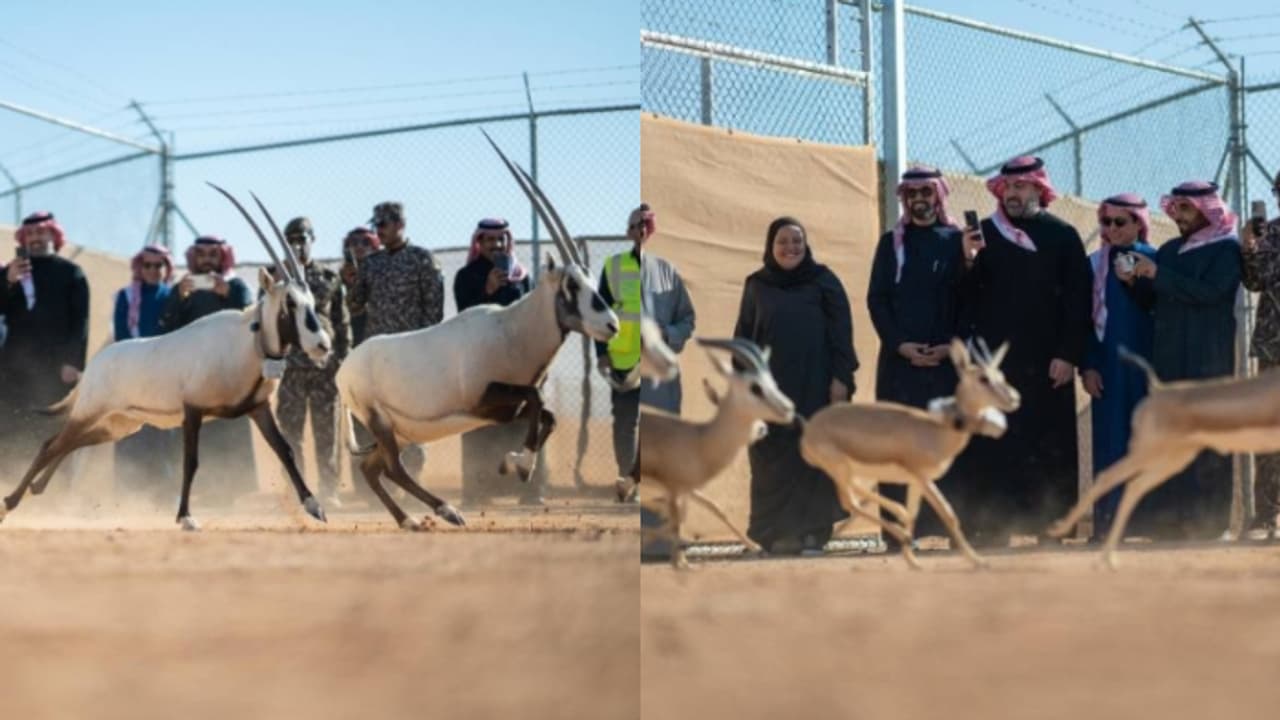 വംശനാശഭീഷണി; സൗദിയിലെ കിങ് ഖാലിദ് റിസർവിൽ 66 മൃഗങ്ങളെ പുനരധിവസിപ്പിച്ചു വംശനാശഭീഷണി; സൗദിയിലെ കിങ് ഖാലിദ് റിസർവിൽ 66 മൃഗങ്ങളെ പുനരധിവസിപ്പിച്ചു