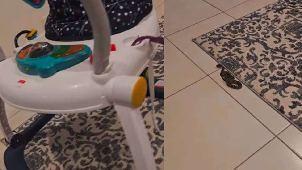 ഭയന്നു വിറച്ച് അച്ഛനും അമ്മയും, ഉ​ഗ്രവിഷമുള്ള പാമ്പ്, കണ്ടത് കു‍ഞ്ഞിന്റെ ബൗൺസറിനടിയിൽ