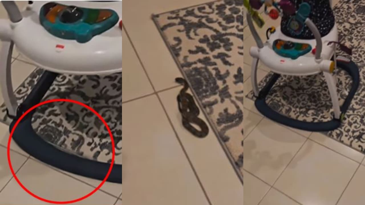 രണ്ട് വയസുള്ള കുഞ്ഞിനെ കിടത്തുന്ന ബേബി ബൗൺസറിന് താഴെ ഒരനക്കം, കണ്ടത് ഉഗ്ര വിഷമുള്ള ടൈഗർ സ്നേക്കിനെ!