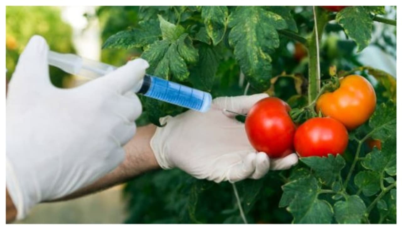 ക്യാൻസറിനുള്ള സാധ്യത കൂടുതൽ ; കീടനാശിനികള്‍ കലര്‍ന്ന പച്ചക്കറികള്‍ കഴിച്ചാലുള്ള ആരോ​ഗ്യപ്രശ്നങ്ങൾ 