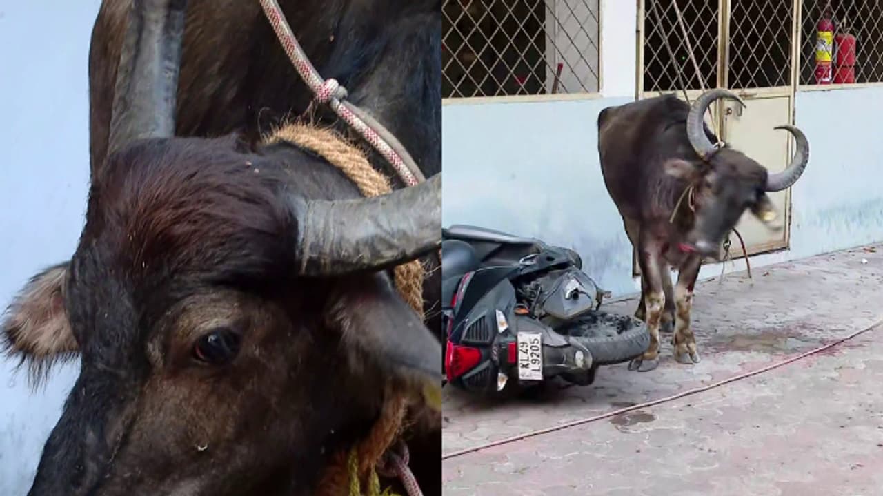അറവുശാലക്ക് മുന്നിൽ വെച്ച് വിരണ്ടോടിയ എരുമ പാഞ്ഞെത്തിയത് നഗരത്തിലെ ഹോട്ടലിൽ, പരിഭ്രാന്തിക്കൊടുവിൽ തളച്ചു അറവുശാലക്ക് മുന്നിൽ വെച്ച് വിരണ്ടോടിയ എരുമ പാഞ്ഞെത്തിയത് നഗരത്തിലെ ഹോട്ടലിൽ, പരിഭ്രാന്തിക്കൊടുവിൽ തളച്ചു