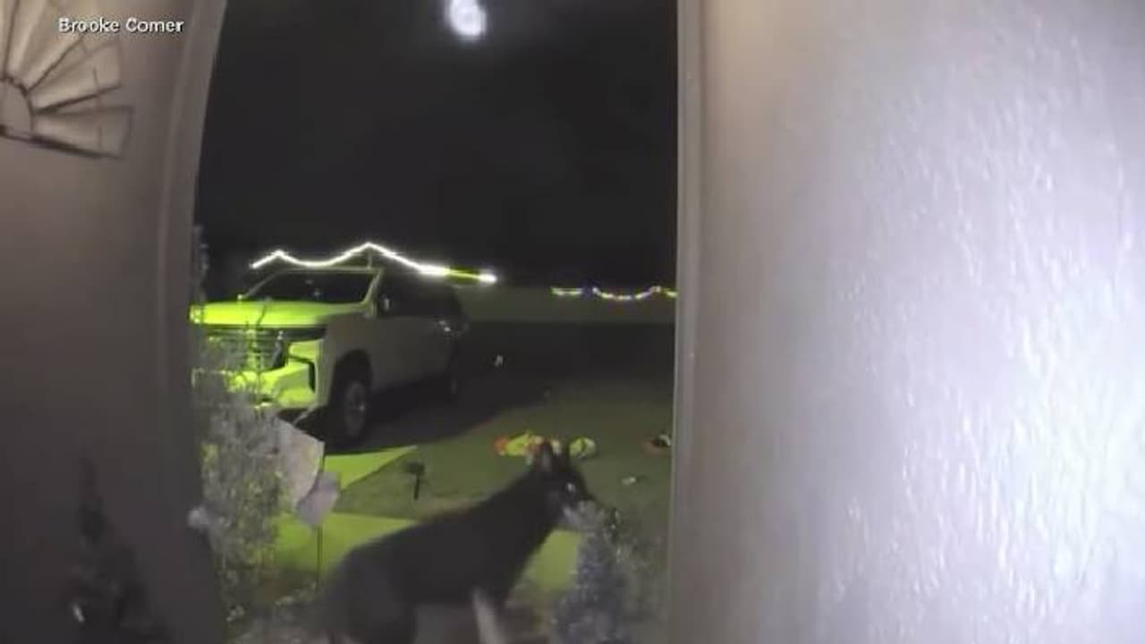 കാണാതായ നായ ക്രിസ്മസ് രാത്രി വീട്ടിൽ, ഡോർ ബെല്ലടിച്ചു, ഒത്തുചേരലിന്റെ ആഹ്ലാദത്തിൽ കുടുംബം