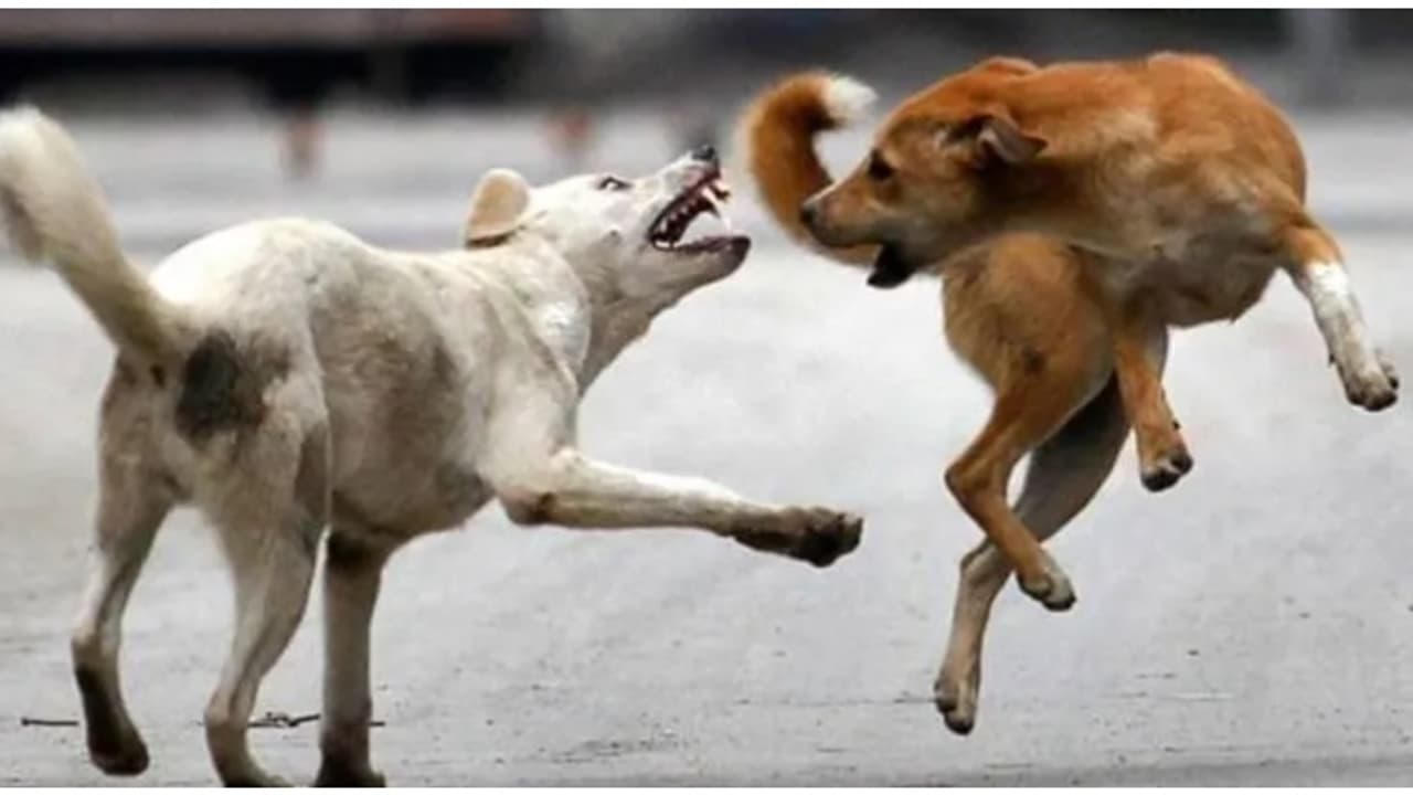 അം​ഗൻവാടിയിലേയ്ക്ക് പാഞ്ഞുകയറി പേപ്പട്ടി; ജീവൻ പണയം വെച്ച് കുഞ്ഞുങ്ങളെ രക്ഷിച്ച് ആയ, നിരവധി പേർക്ക് കടിയേറ്റു