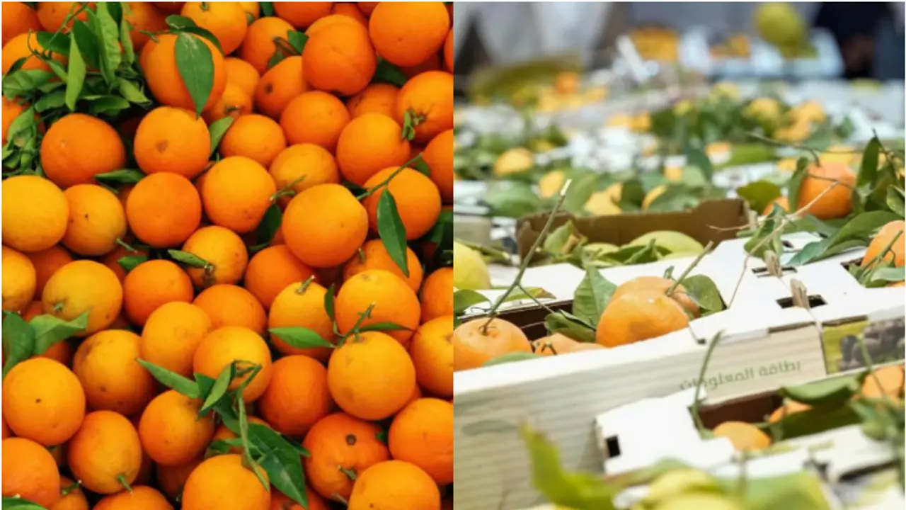 സൗദിയിൽ ഇനി ഓറഞ്ചുകാലം; ഹരീഖിൽ 10 ദിവസം നീളുന്ന മേള ജനുവരി ഒന്നിന് ആരംഭിക്കും സൗദിയിൽ ഇനി ഓറഞ്ചുകാലം; ഹരീഖിൽ 10 ദിവസം നീളുന്ന മേള ജനുവരി ഒന്നിന് ആരംഭിക്കും