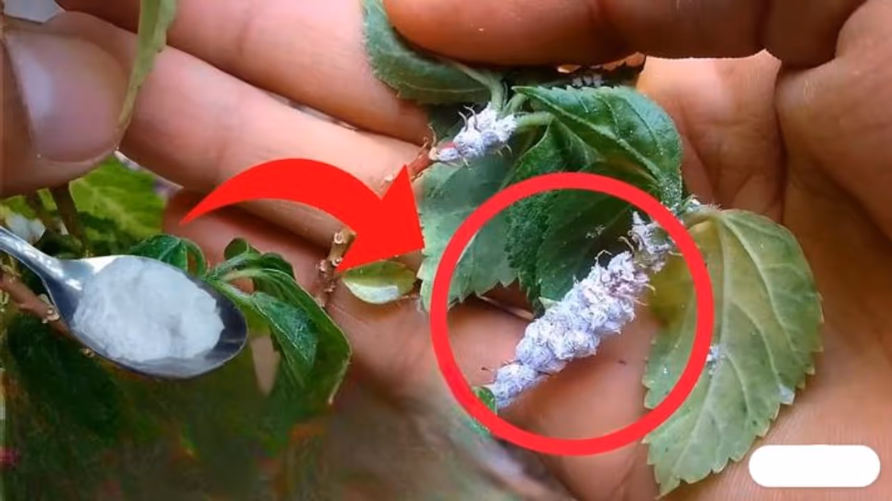 3 tips to get rid of mealybugs stuck on hibiscus buds