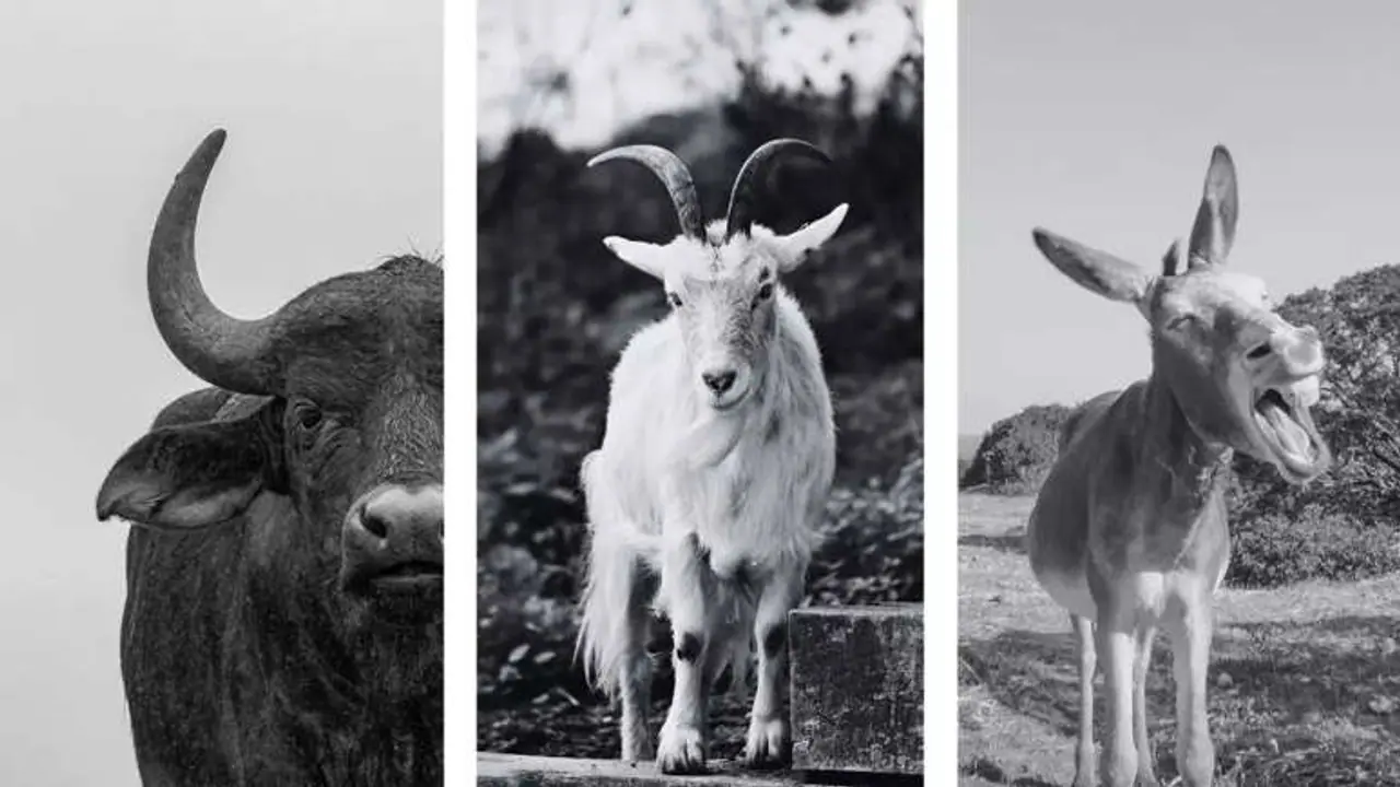 பசுக்கள் மட்டுமல்ல, சத்தான பால் தரும் மற்ற 5 விலங்குகள் இதோ!