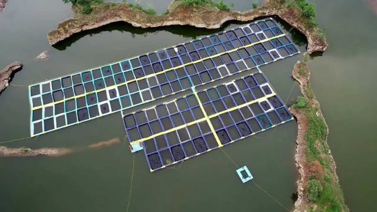 India's Blue economy gets boost in Chattisgarh; Supply fish across country India's Blue economy gets boost in Chattisgarh; Supply fish across country