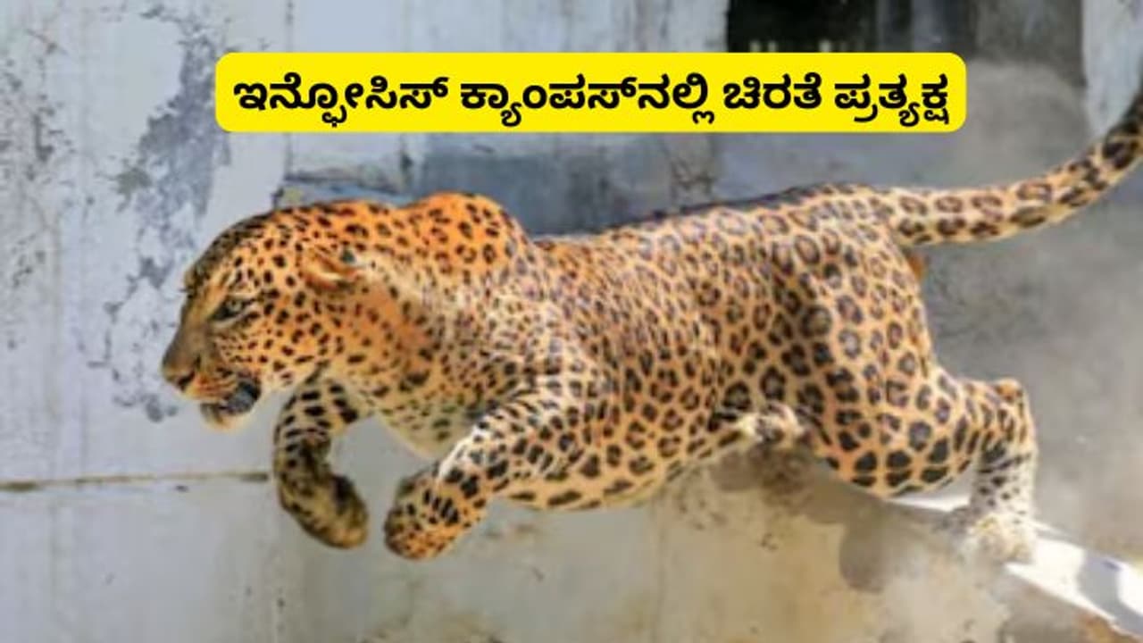ಇನ್ಫೋಸಿಸ್‌ ಕ್ಯಾಂಪಸ್‌ಗೆ ನುಗ್ಗಿದ ಚಿರತೆ: ಉದ್ಯೋಗಿಗಳಿಗೆ ವರ್ಕ್‌ಫ್ರಮ್ ಹೋಮ್ ಕೊಟ್ಟ ಕಂಪನಿ