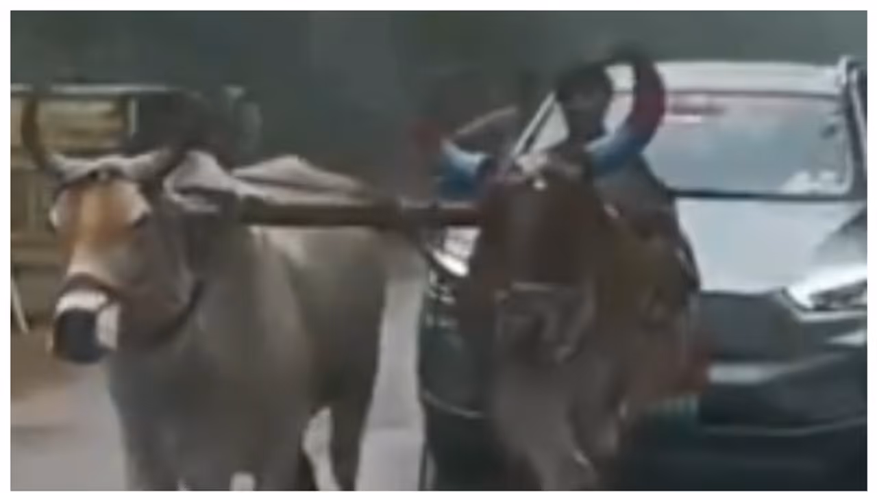 'നേതാവാണ് പക്ഷേ, ഇലക്ട്രിക് കാറിന് അതറിയില്ലല്ലോ...'; ബ്രേക്ക് ഡൌണായപ്പോൾ കെട്ടിവലിച്ചത് കാളകൾ, വീഡിയോ വൈറൽ 'നേതാവാണ് പക്ഷേ, ഇലക്ട്രിക് കാറിന് അതറിയില്ലല്ലോ...'; ബ്രേക്ക് ഡൌണായപ്പോൾ കെട്ടിവലിച്ചത് കാളകൾ, വീഡിയോ വൈറൽ