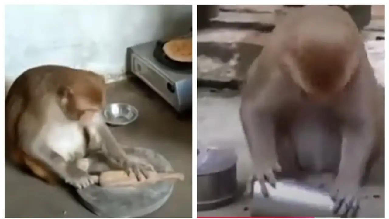 ഇതാണ് യഥാര്‍ത്ഥ പരിണാമം; സ്വന്തമായി റൊട്ടി ഉണ്ടാക്കുകയും പാത്രം കഴുകുകയും ചെയ്യുന്ന കുരങ്ങന്‍, വീഡിയോ 